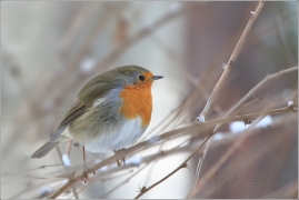 <p>ČERVENKA OBECNÁ (Erithacus rubecula) /European robin - Rotkehlchen/</p>